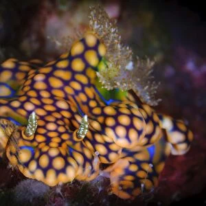 A magnificent ceratosoma nudibranch on coral, Solomons