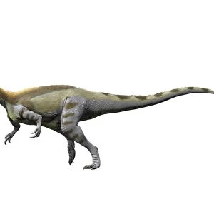 Magnosaurus nethercombensis, Middle Jurassic of England