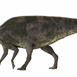 Maiasaura dinosaur