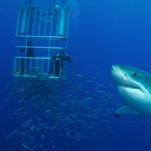 Male great white shark and divers, Guadalupe Island, Mexico