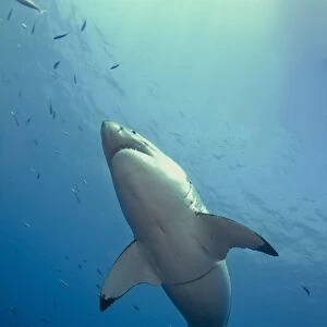 Male Great White Sharks belly, Guadalupe Island, Mexico