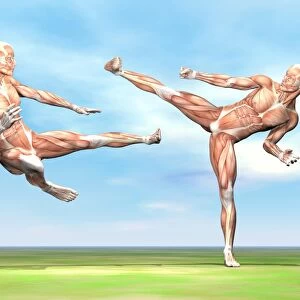 Two male musculatures fighting martial arts