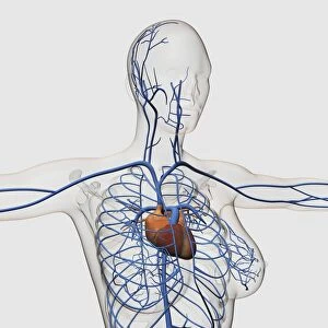 Medical illustration of circulatory system with heart and veins