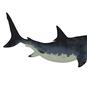 Megalodon shark