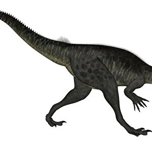 Megalosaurus dinosaur roaring, white background