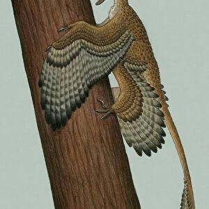 Microraptor gui, a small theropod from the Early Cretaceous period