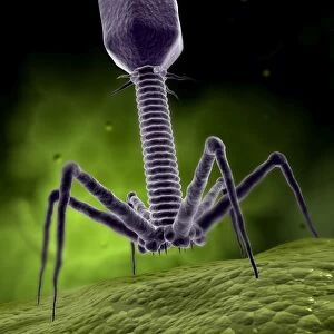 Microscopic view of bacteriophage