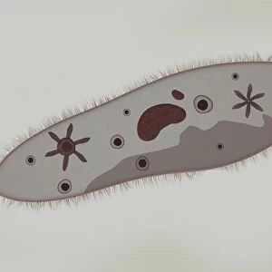 Microscopic view of paramecium