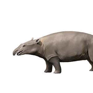 Moeritherium is a proboscidian from the Eocene epoch