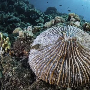A mushroom coral grows on a reef in Indonesia