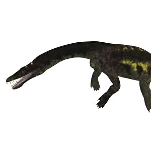 Nothosaurus reptile, side view