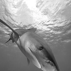 Oceanic whitetip shark, Cat Island, Bahamas