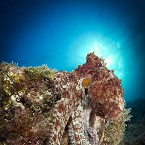 Octopus posing on reef, La Paz, Mexico