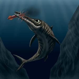 An Ophthalmosaurus catches a squid in the deep sea