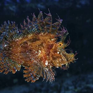 Orange scorpionfish swimming, Mauritius