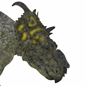 Pachyrhinosaurus dinosaur head