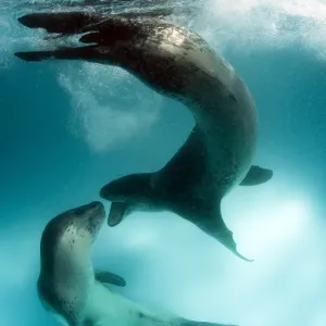 Leopard Seals Interacting Print, Astrolabe Island, Antarctica Leopard Seals Interacting Print, Astrolabe Island, Antarctica