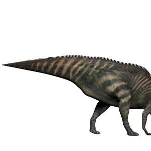 Parasaurolophus, a herbivorous dinosaur from the Cretaceous period