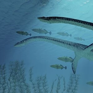 Three Plesiosaurus dinosaurs migrate with a school of fish