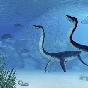 Plesiosaurus dinosaurs swimming the Jurassic seas