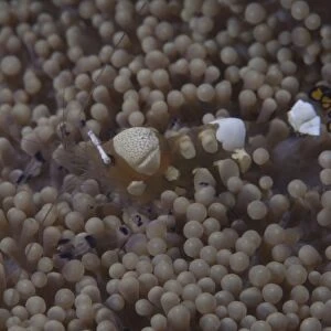 Popcorn shrimp on an anenome on a Fijian Reef