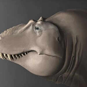 Portrait of the head of a Lythronax dinosaur