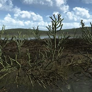 Prehistoric landscape of Silu-Devonian land plants with branching axes
