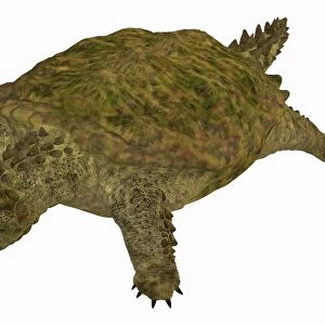 A prehistoric Proganochelys turtle species from the Triassic Period