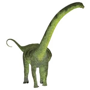 Puertasaurus dinosaur on white background