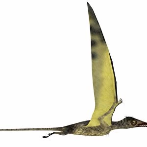 Rhamphorhynchus pterosaur