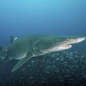 A sand tiger shark above a school of cigar minnows off the coast of North Carolina