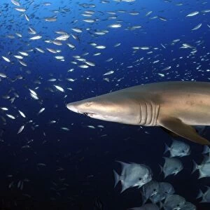 Sand Tiger Shark swimming in blue water off coast of North Carolina