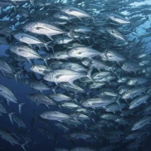 Schooling bigeye jacks swim in the depths of the Pacific Ocean