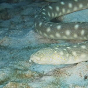 Sharptaiil Eel searches for food on the ocean floor