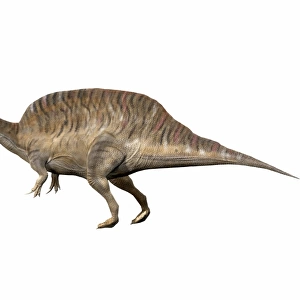 Spinosaurus aegyptiacus, Early Cretaceous of Egypt