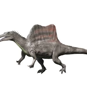 Spinosaurus is a theropod from the Late Cretaceous period