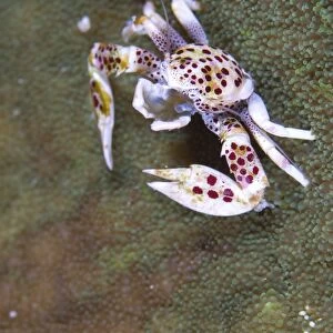 Spotted porcelain crab feeding on plankton, Solomon Islands