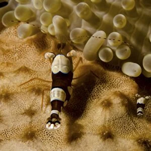 Two squat anemone shrimp in Curacao