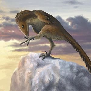 Talos sampsoni, a small troodontid from the late Cretaceous period