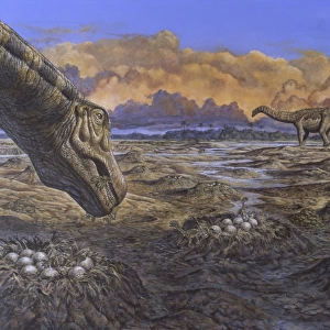 Titanosaur nesting site, Mid-Cretaceous Period of South America