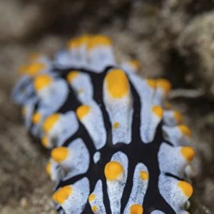 A toxic nudibranch crawls slowly across a reef
