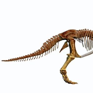 Tyrannosaurus Rex dinosaur skeleton