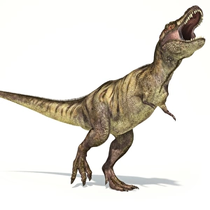 Tyrannosaurus Rex dinosaur on white background