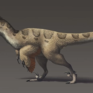 Utahraptor ostrommaysorum, the largest known dromaeosaur