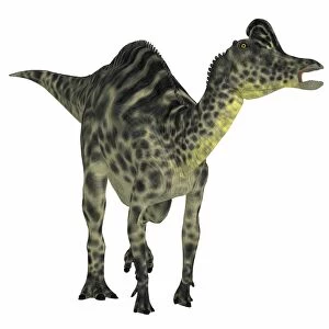 Velafrons duck-billed dinosaur