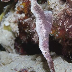 A velvet ghost pipefish, Solomon Islands