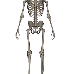 Front view of human skeleton
