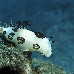 A white colored nudibranch with black feathers and markings, Papua New Guinea