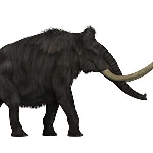 Woolly Mammoth, side view