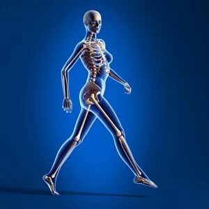 X-ray view of a naked woman walking, with skeletal bones superimposed